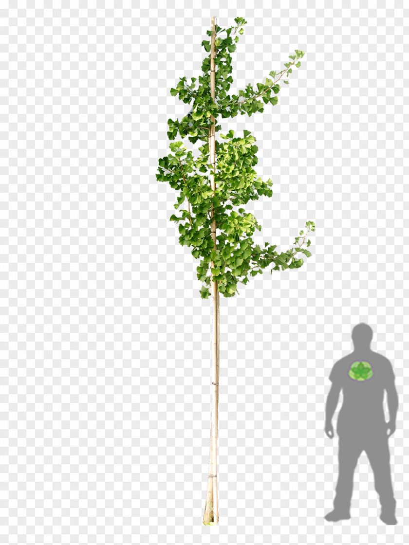 Ginkgo Tree Biloba Woody Plant Shrub PNG