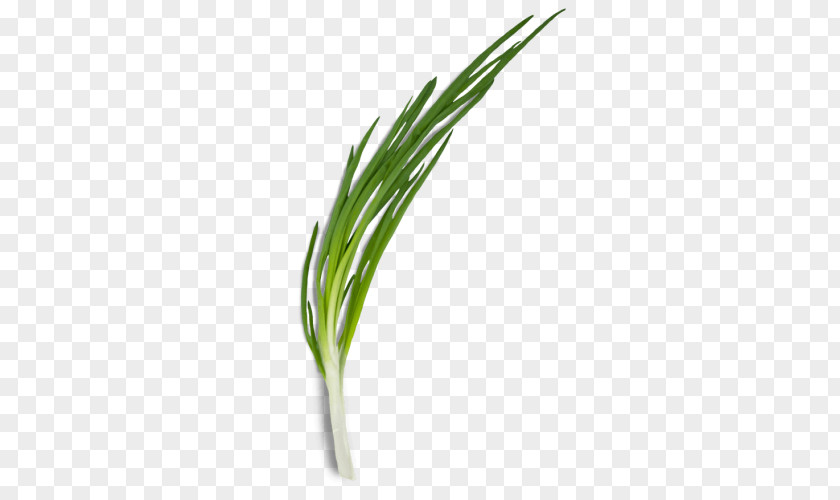 Onion Allium Fistulosum Leek Green Herb PNG
