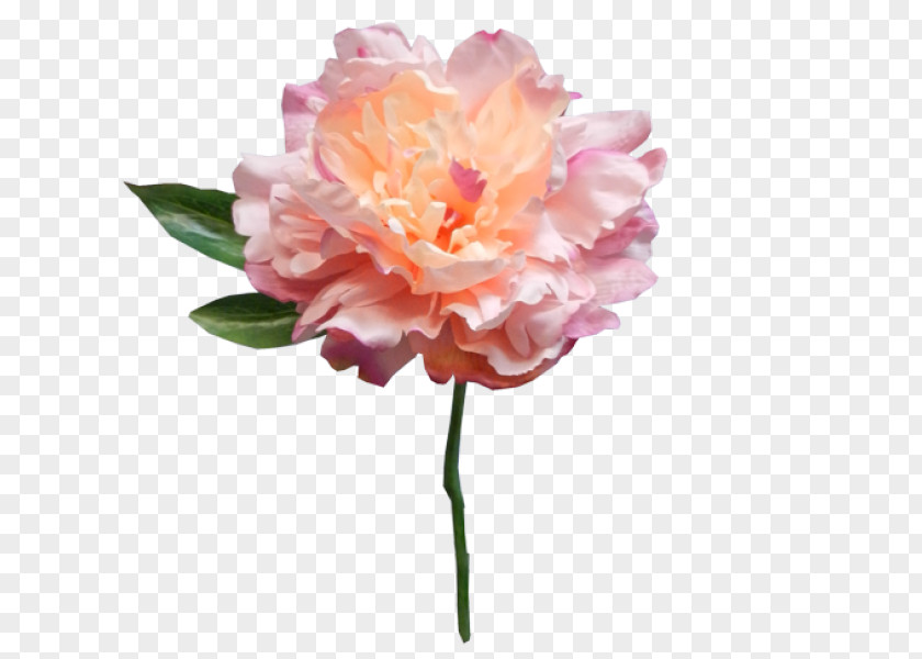 Peony Pink Artificial Flower Cut Flowers PNG