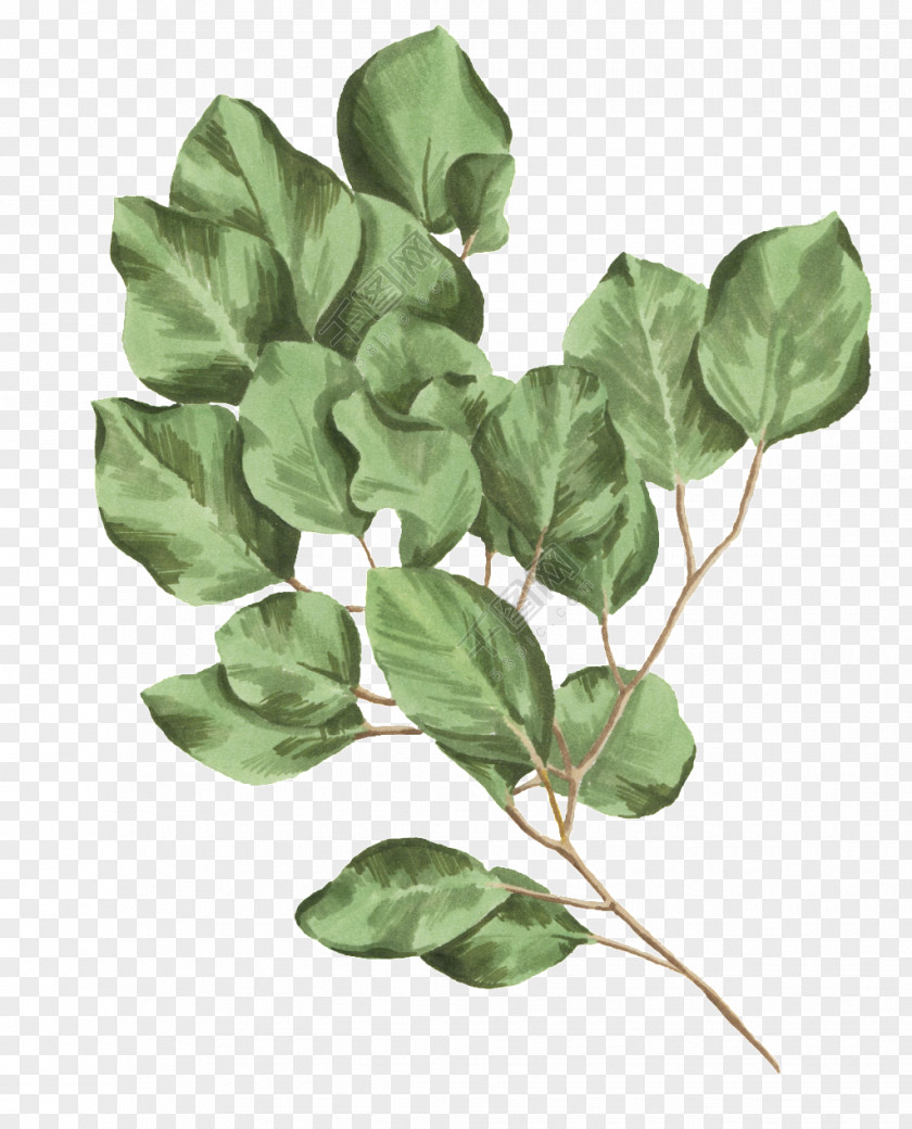 Pretty Green Botanical Illustration Leaf Image Botany PNG