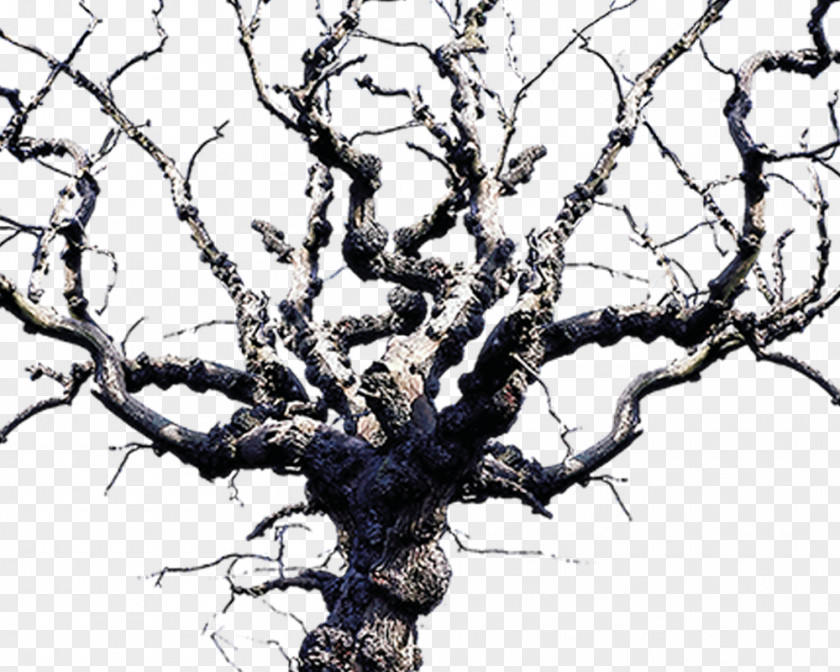 Withered Tree Horror Elements T.S. Eliots The Waste Land Modern Critical Interpretations PNG