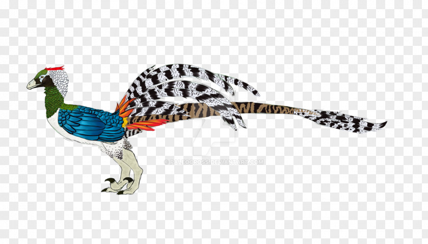 Feather Galliformes Beak Wildlife Animal PNG