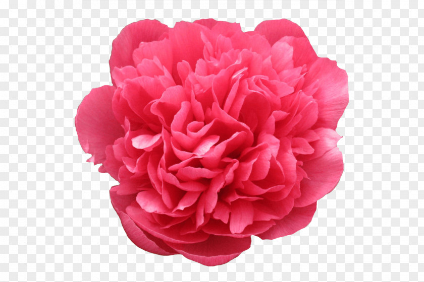 Peony Garden Treasure Roses Cut Flowers PNG