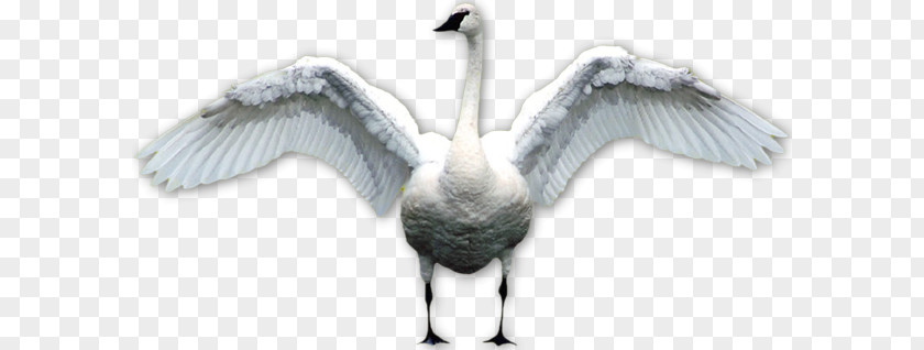 Duck Bird Mute Swan Black PNG