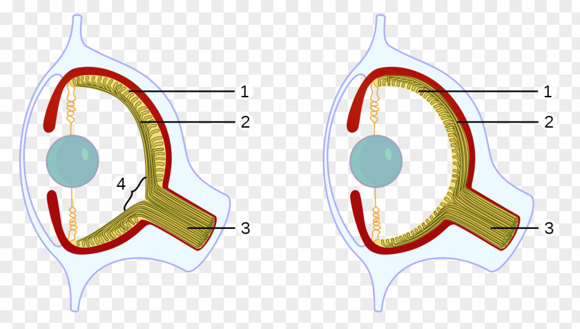 Evolution Octopus Vertebrate Squid Cephalopod Eye PNG