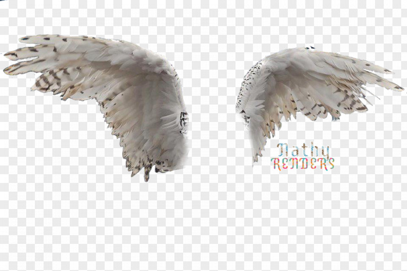 Owl Image Bird Wing Rendering PNG