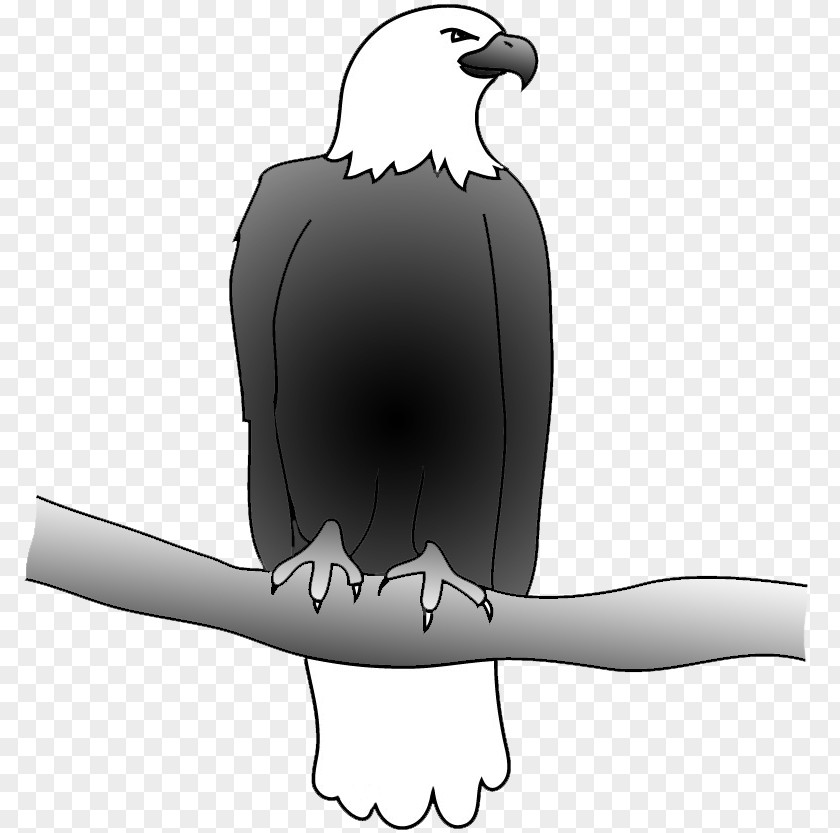 Eagle Sketch Bald Bird Golden Clip Art PNG