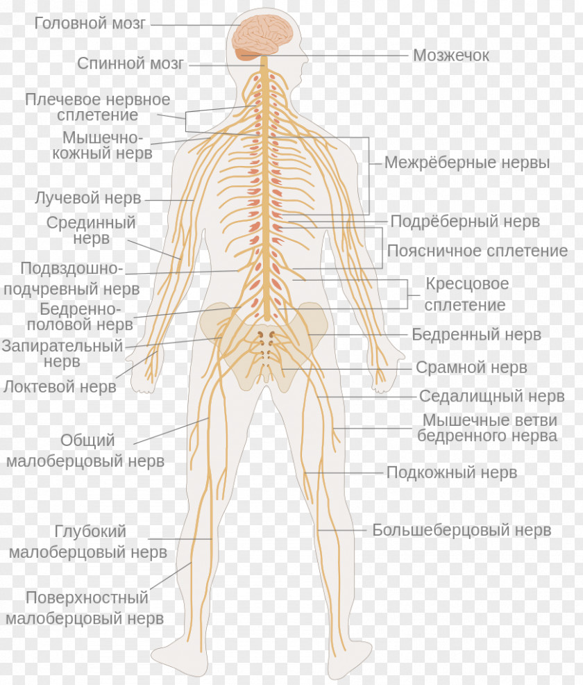 Nervous System Central Nerve Sistema Nervoso Umano Brain PNG