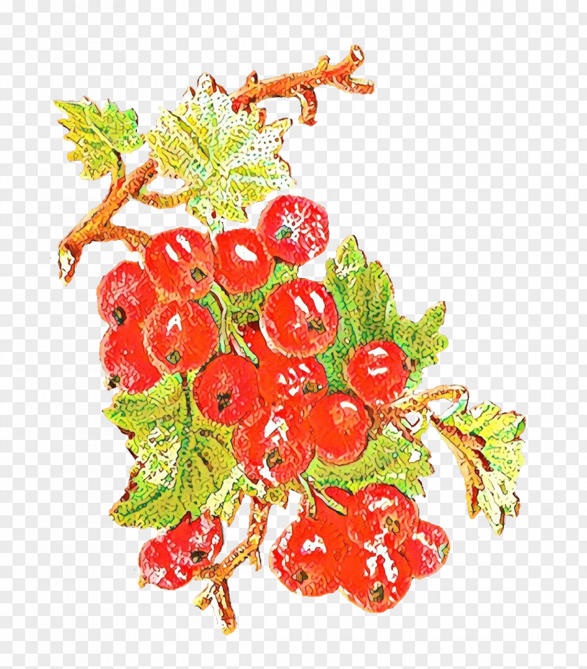 Perennial Plant Grapevine Family Fruit Juice PNG