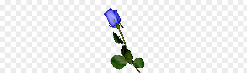 Purple Blue Rose Garden Roses Centifolia Cut Flowers PNG