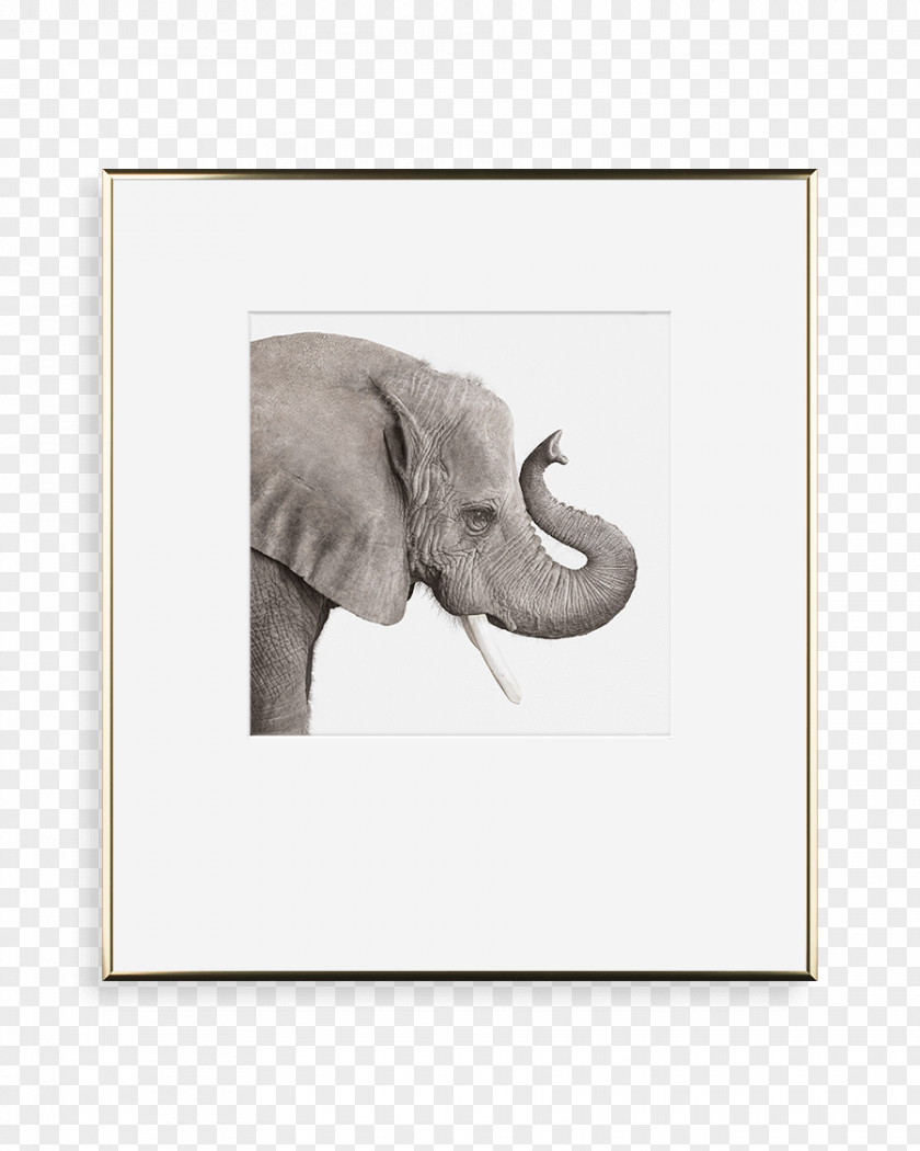 Silver Metal Indian Elephant African Gold PNG