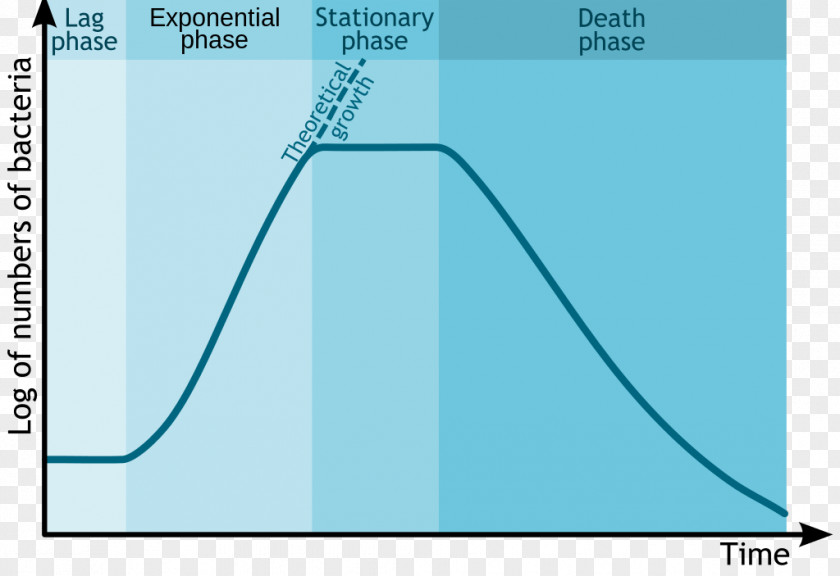 Cycle Vector Bacterial Growth Microorganism Cell Exponential PNG