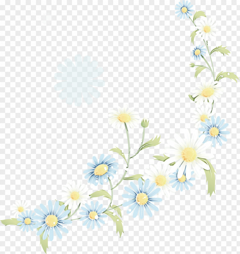Daisy Family Chamaemelum Nobile Floral Flower Background PNG