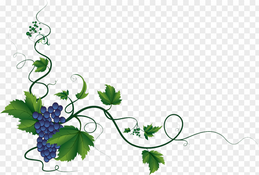 Grapes Drawing Sevastopol Agriculturer Department City PNG