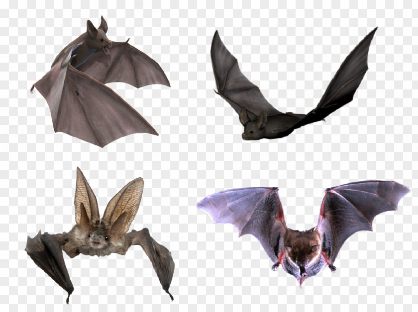 Halloween Bats Flight Microbat PNG