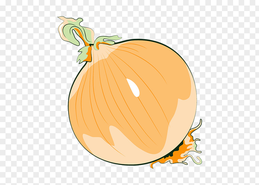 Onion Calabaza Yellow Vegetable PNG