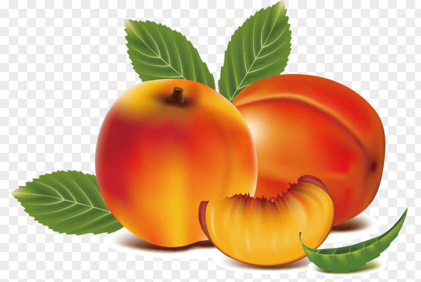 Peach Fruit Clip Art PNG