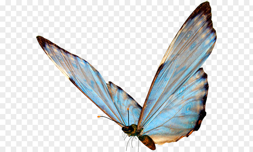 Butterfly Insect Wing Clip Art PNG