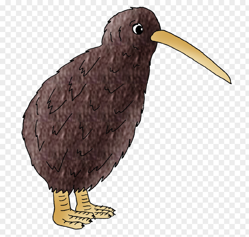 Kiwi Bird Of Prey Beak Wing Fauna PNG
