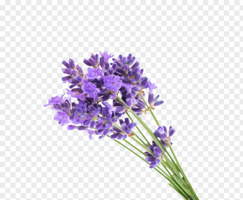 Lavender Bouquet English Flower Gel Oil PNG