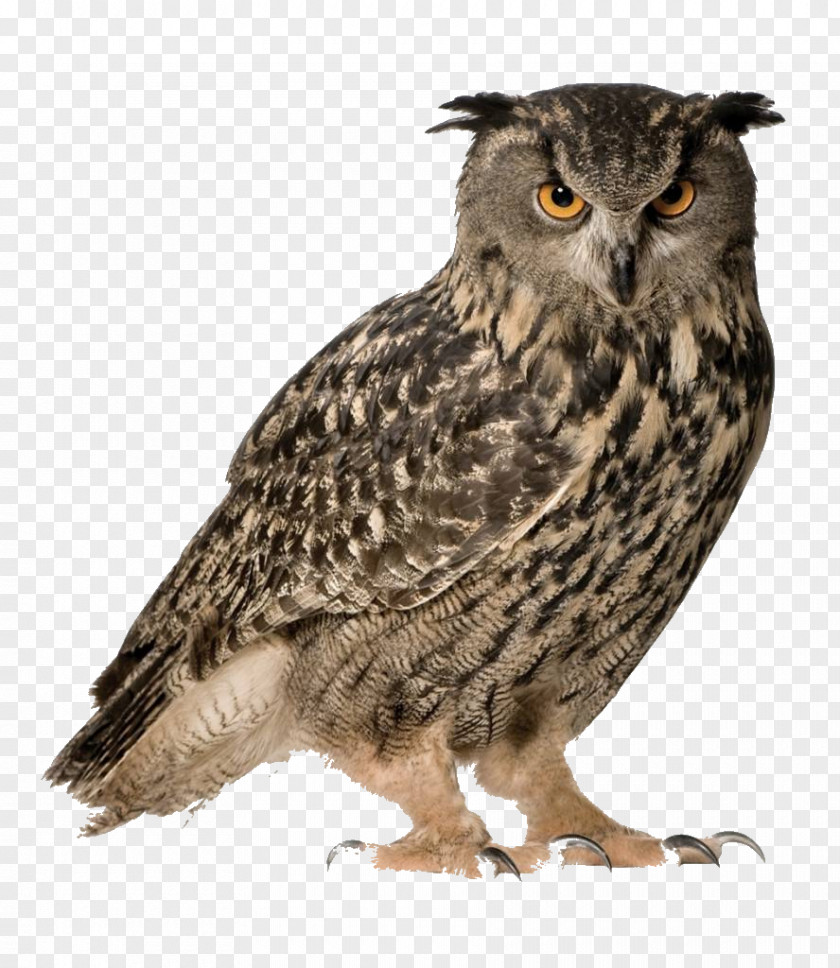Owls Eurasian Eagle-owl Snowy Owl Great Horned Bird PNG