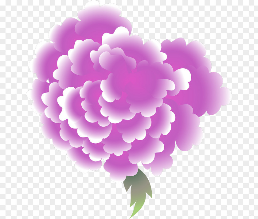 Peony Floral Design Carnation Petal Herbaceous Plant PNG