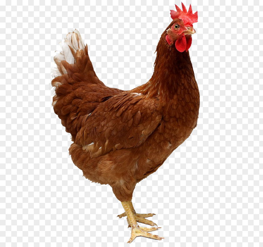 Poultry Kadaknath Ayam Cemani Chicken Coop Hen PNG