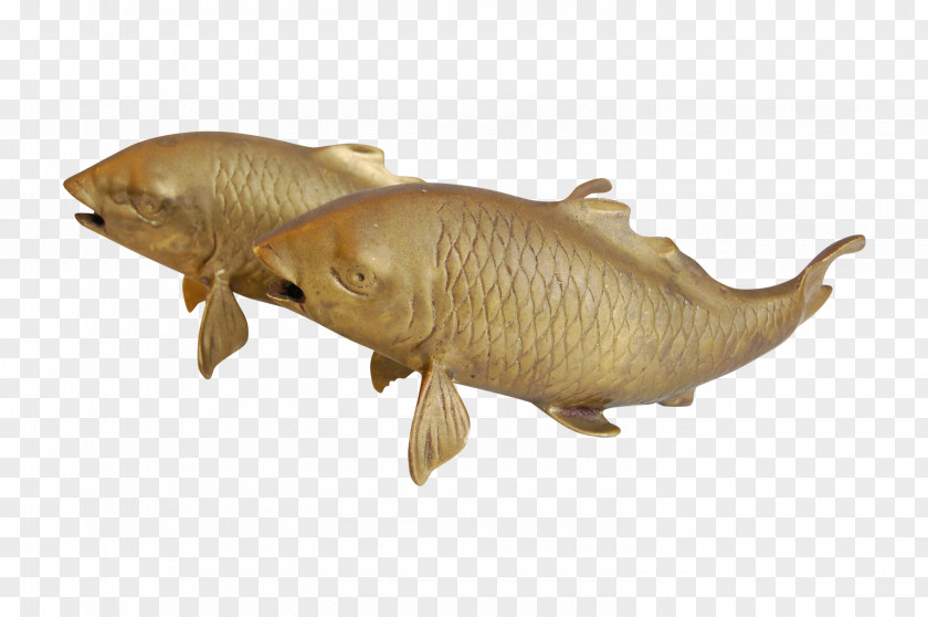 Terrestrial Animal Marine Mammal Fish PNG