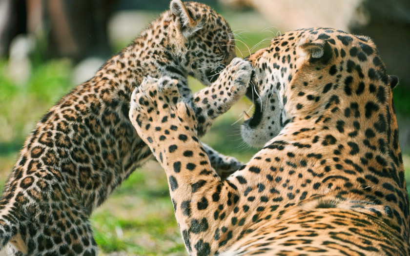 Cheetah Jaguar Cars Leopard Lion Felidae PNG