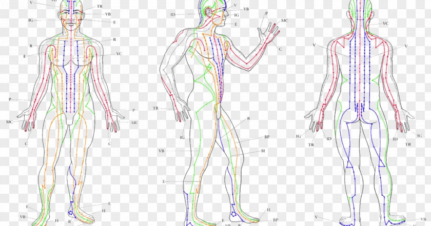 Cuerpo Humano Meridian Acupuncture Human Body Traditional Chinese Medicine Akupunktiopiste PNG