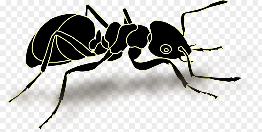 Formiga Preta Ant Insect Vector Graphics Clip Art Illustration PNG