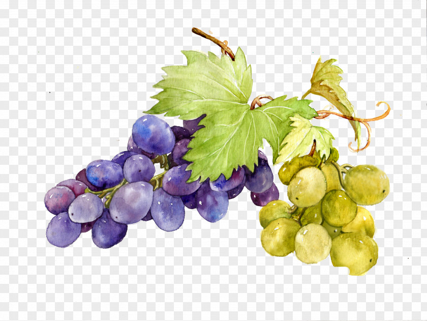 Grape Picture Material Watercolor Painting Sweetness PNG