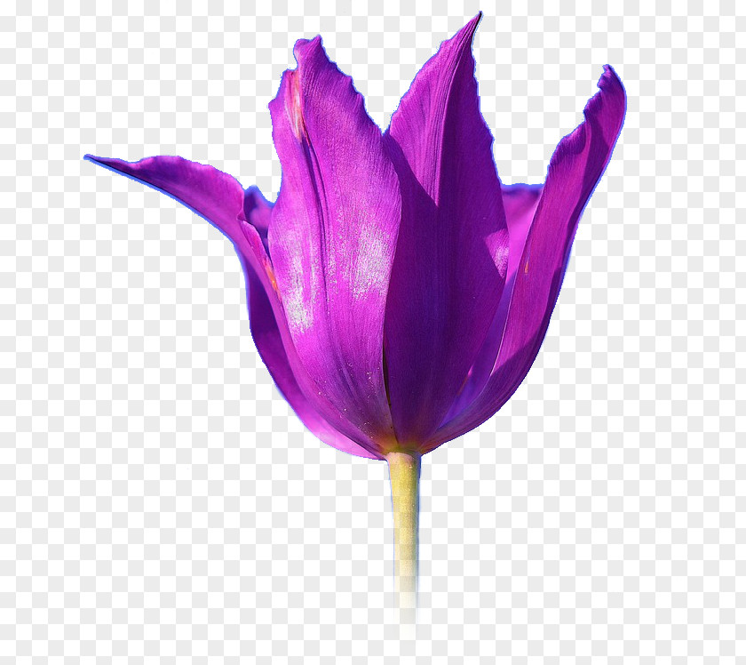 Hintergrund Tulip Desktop Wallpaper Clip Art PNG
