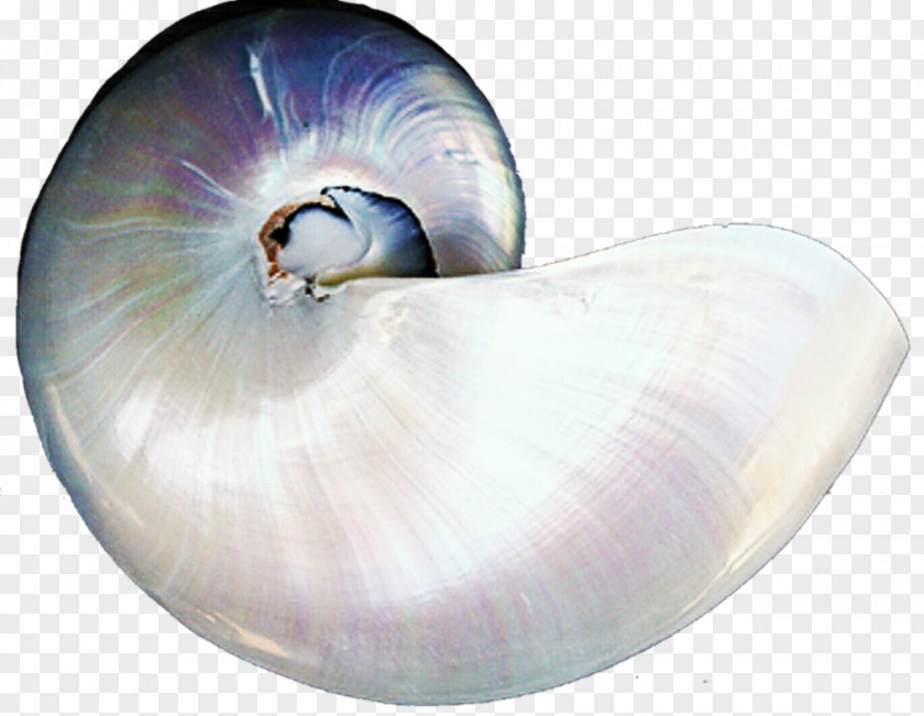 PEARL SHELL Seashell Gastropods Invertebrate Pearl Gastropod Shell PNG
