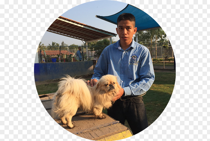 Ramone Pomeranian Hotel Canino Reyes Eurasier Tibetan Spaniel Dog Breed PNG