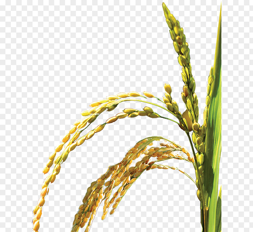 Rice,plant,Bumper Oryza Sativa Web Template Icon PNG