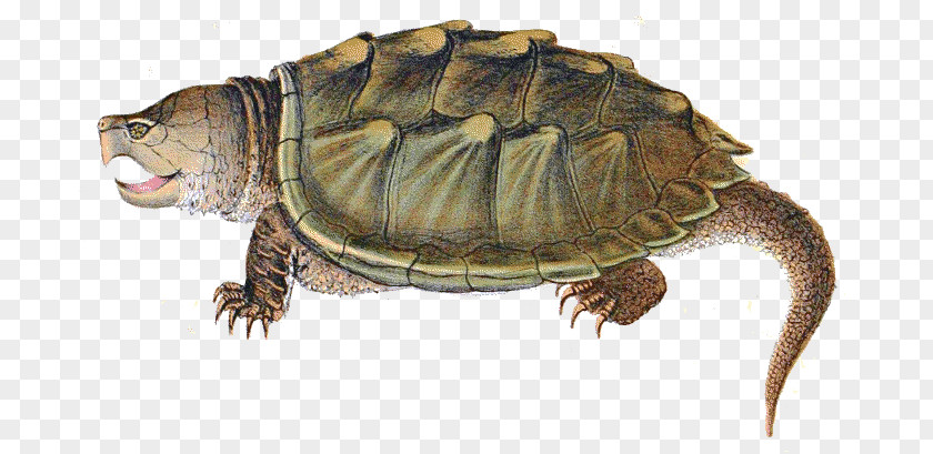 Snapping Shrimp Turtle Soup Alligator Reptile Common PNG