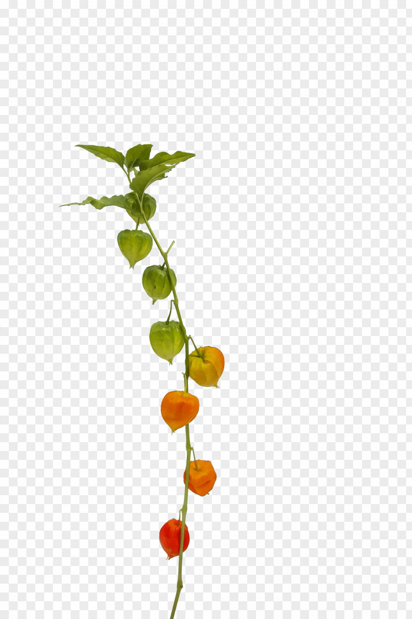 Acerola Family Currant Flower Plant Leaf Branch Stem PNG