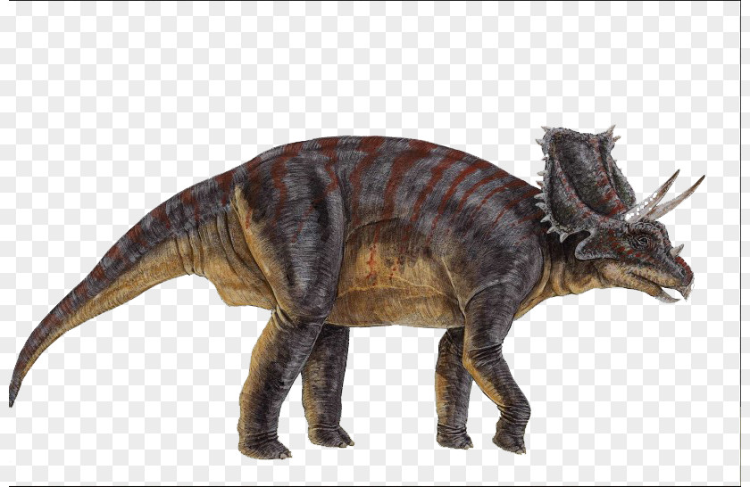 Dinosaur Chasmosaurus Ceratopsia Triceratops Microceratus Centrosaurus PNG