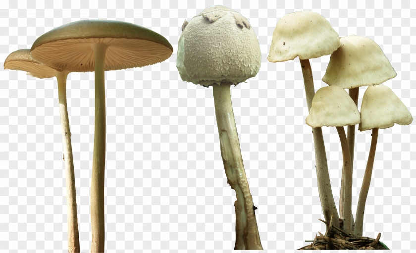 Mushroom Magic Mushrooms Psilocybe Mexicana Psilocybin PNG