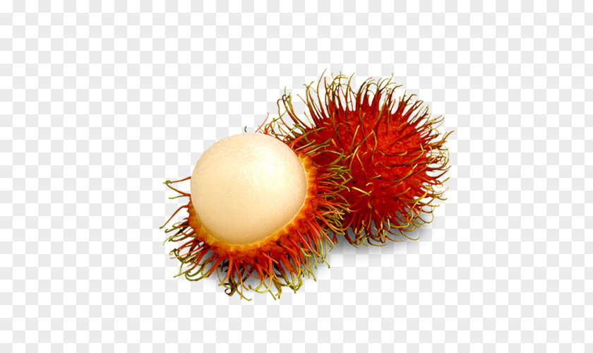 Rambutan VEGILAND Exporters Pvt Ltd Vegetable Lychee Fruit PNG