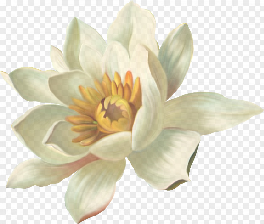 Water Lily Sacred Lotus White Petal Flower Plant Aquatic PNG