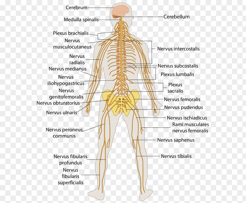 Brain Outline Of The Human Nervous System Body Central Peripheral PNG