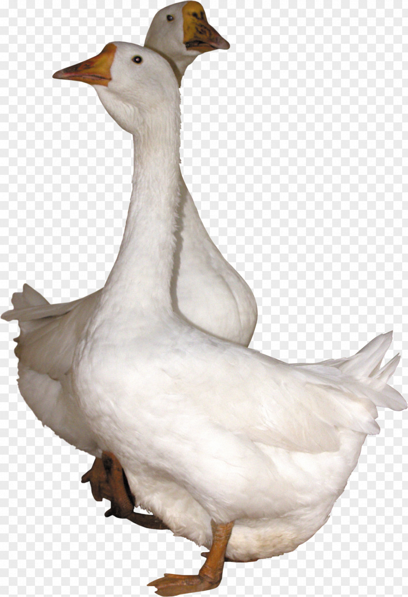 Goose Image Duck PNG