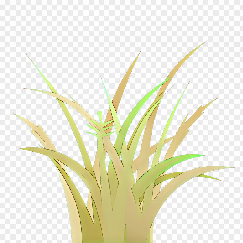 Grass Plant Yellow Family Flower PNG