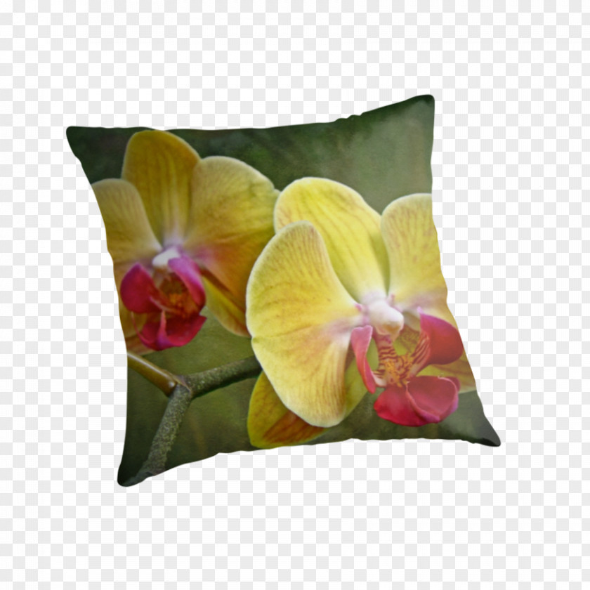 Orchid Yellow Moth Orchids Epiphyte Petal PNG