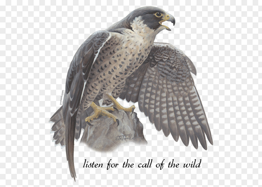 Peregrine Falcon Hawk Jim Morris Environmental T-Shirt Co. The Falcons PNG