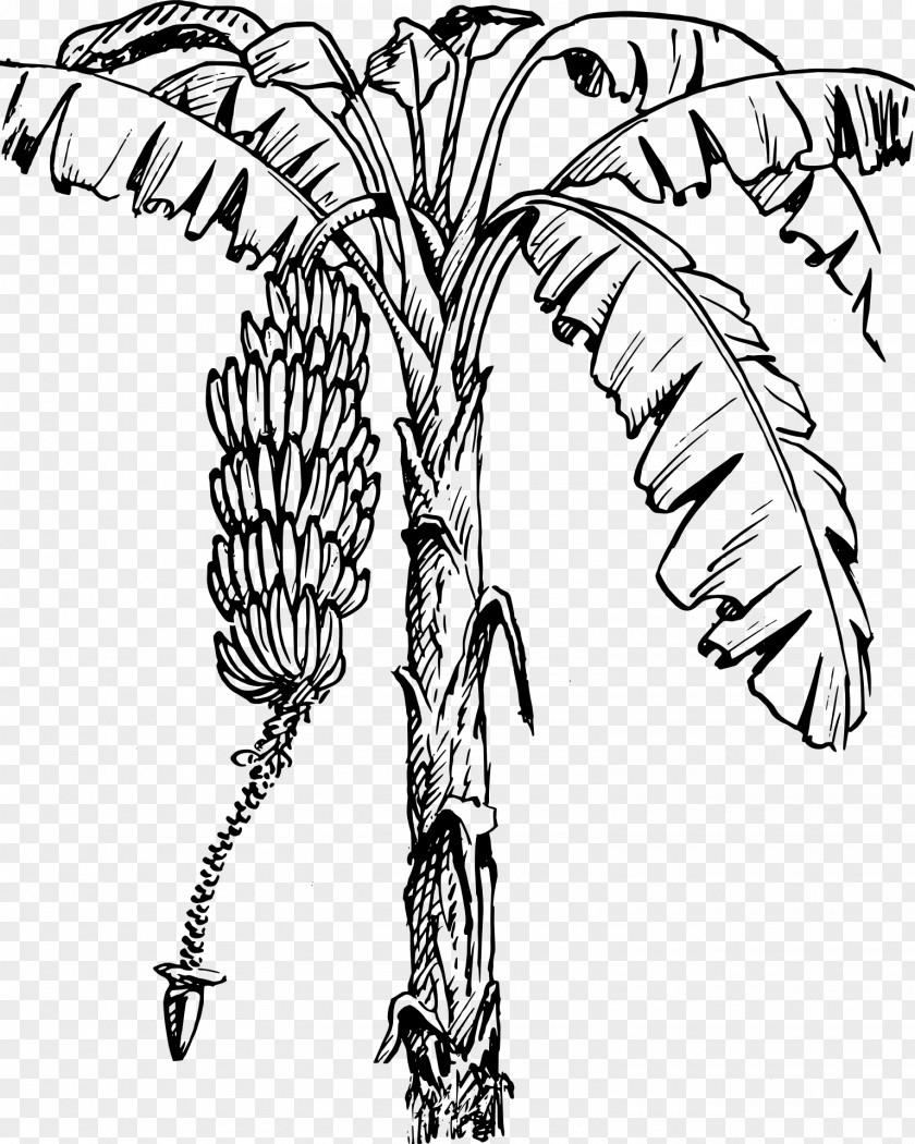 Banana Plantation Leaf Clip Art PNG