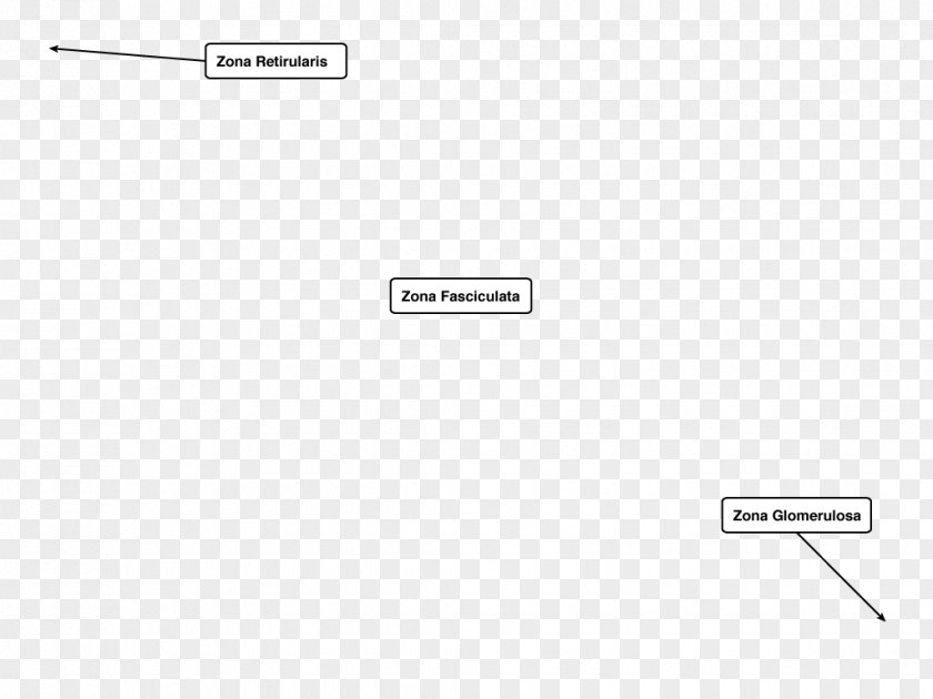 Cortical Document Line Angle PNG