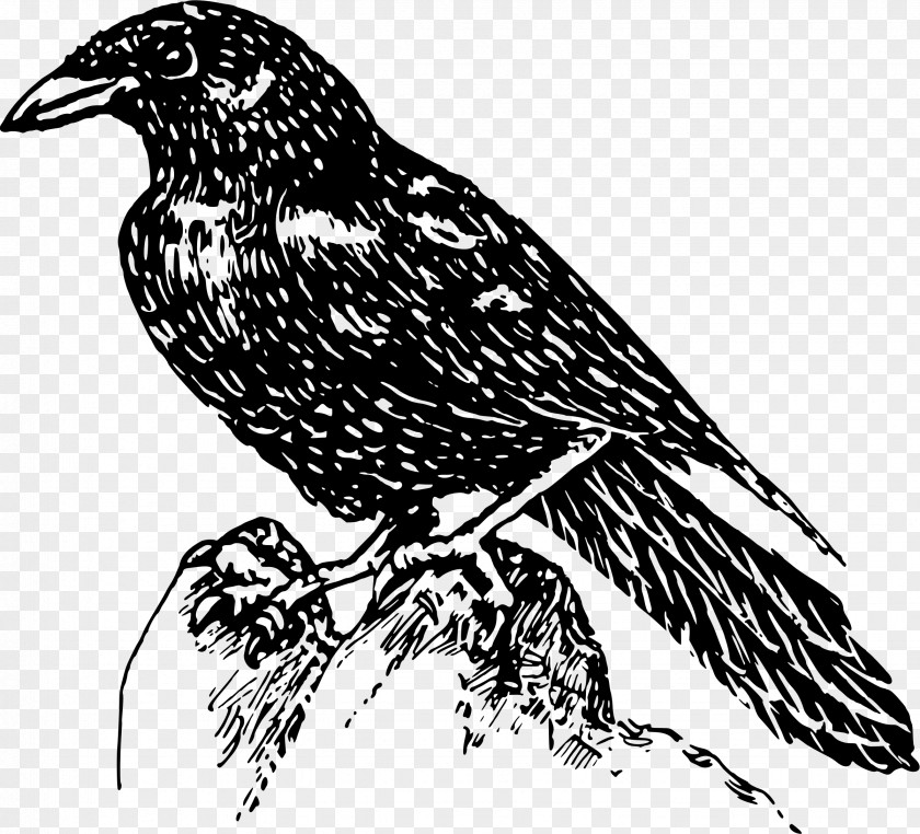 Pheasant American Crow Clip Art PNG